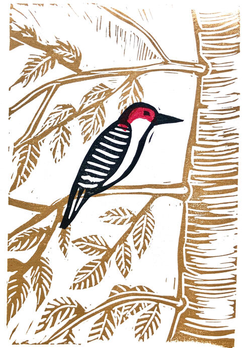 three-color linocut of a red-bellied woodpecker in a beech tree